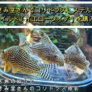 コリドラス・ステルバイ（ワイルド）購入