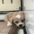 ペキプーちゃん💖