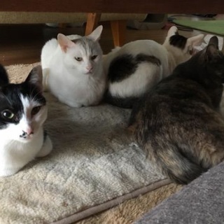 HogoMEOW　～猫の里親探し～