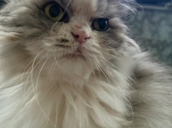 じゃれ合い相手を探している猫と猫トイレのお話