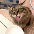 【猫写真】水が平気なマロちゃん