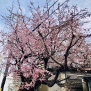 大仙公園の早咲き桜🌸