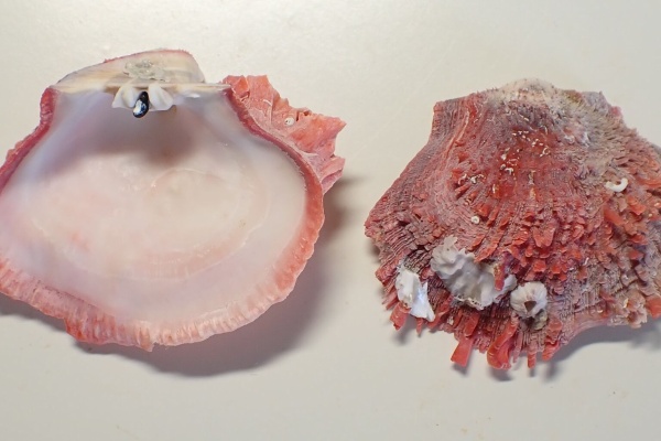 貝標本 貝殻 ① 50個セット 二枚貝 大量 ウミギクガイ チリボタン 沖縄 貝標本 貝殻 ① 50個セット 二枚貝 大量 ウミギクガイ チリボタン 沖縄