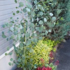 長年憧れていたあの植物が我が家に！！