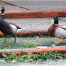 仲良しのコクガンとマガモさん
