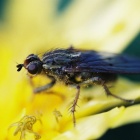 『フィルムカメラとLAOWA60mmF2.8マクロ　2019/05/12』の画像