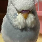 女流尺八奏者・金子朋沐枝のうらうら活動日記♪