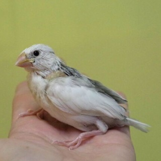 ペットショップふじやのブログ