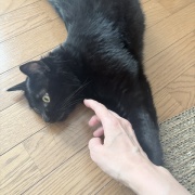 バリバリボウルが大好きな猫たち