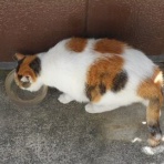 おっちゃんの気まぐれサラダ。