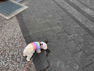 ブログ、訪問、ご愛読に感謝します