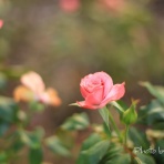 舞浜さんぽはカメラを持って…