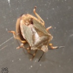 ちょっとだけ不思議な昆虫の世界（３）