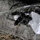 北海道No1お手軽カブトムシ採取スポットはいつから採取可能なのか？７月上旬！