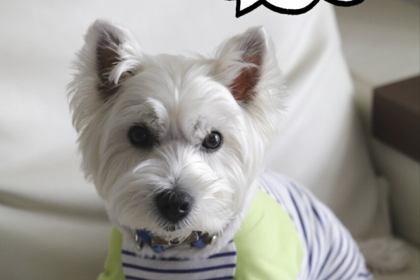 たかシェフのおうちごはん と 白い犬 と チワワ シナモンロール Powered By ライブドアブログ