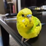 カズナル　～鳥達の襲撃