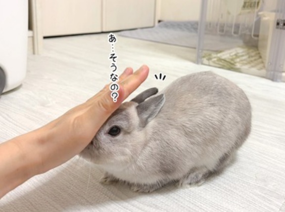 うさぎのルリ(8/31追記)