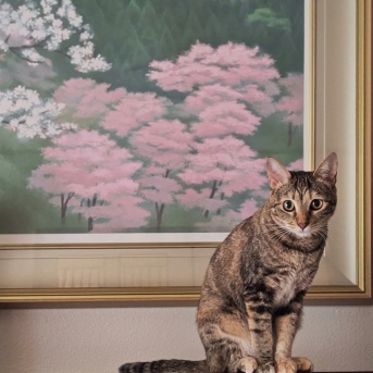 わかちゃん　ひとを信じるねこ