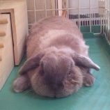 『ぺったんこウサギ／（≡・　x　・≡）＼』の画像