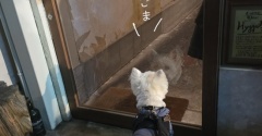 揚げたてドーナツの魅力