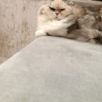 1人でね、猫カフェに行ったんだ（※画像あり）