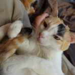 ねこかます