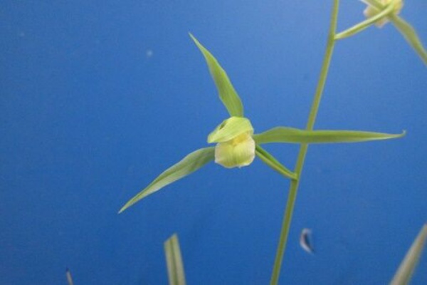 jyonaryのblog - 寒蘭