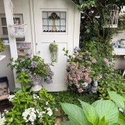 ＊青い紫陽花、白い紫陽花、6月の花々