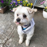 『【犬】マシューくん 家族が決まりました』の画像