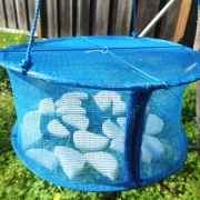 ちょっと干して美味しくなる大根