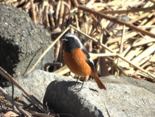 2026年1月14日の野鳥公園
