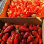 Tea Salon a Primrose (食憧楽)