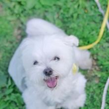 犬ひろし マルチーズの…ひろしです。。。 Powered by ライブドアブログ