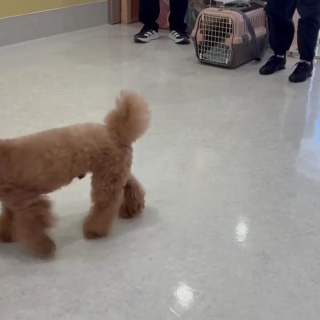 犬の幼稚園　アットホームblog