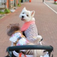 【犬の早朝散歩】夏のあさんぽでPAWZが破れた！朝からやっちゃってる