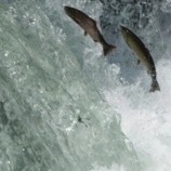 『陸封型と降海型』の画像