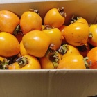 『丸亀製麺＆干し柿＆がん検診＆メローゴールド＆ひーちゃん（とり天）』の画像