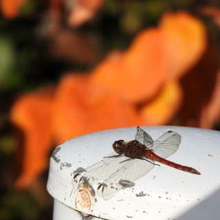 土佐料理　旬の鰹がゆく！