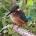 川エビを捕ったカワセミを撮る🦜📸（多々良沼公園）