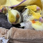 オカメインコ暮らし