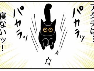 猫の名はポル⑰