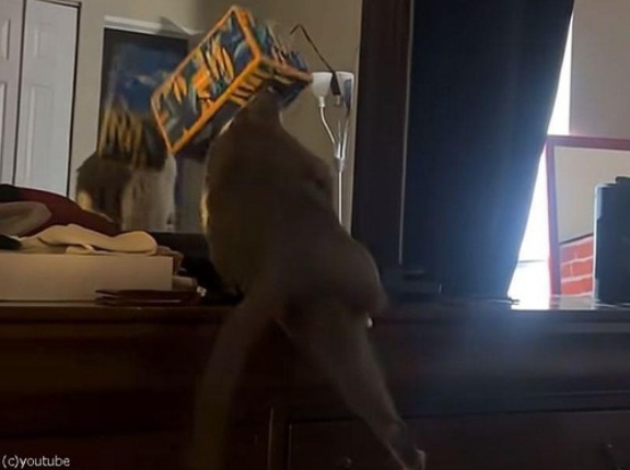 ティッシュ箱から頭が抜けなくなった猫…盛大に落ちる（動画）