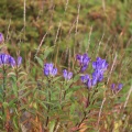 那須岳・秋の残り花とブロッケン