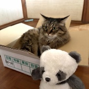 昼寝の場所が見つかってしまったマロちゃん