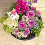 バーニーズのジョンとわんこの里親探し