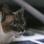 にゃんこ速報～修羅場・キチママ・生活まとめ～