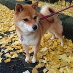 きださんちの奥さん・住谷釣具店ブログ