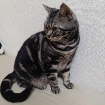 実物のﾈｺﾁｬﾝたちセカンド161