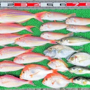 2025年12月13日　釣果