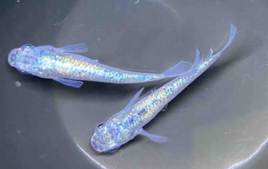 『メダカ入荷情報！』の画像